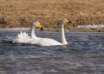 Сонгино хайрханы бэлд үүссэн шинэхэн “Шувуут нуур”