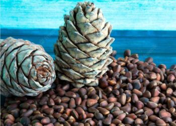 Хушны самар үгүй болох цаг айсуй