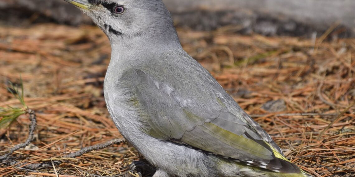 Шувуудын ертөнц