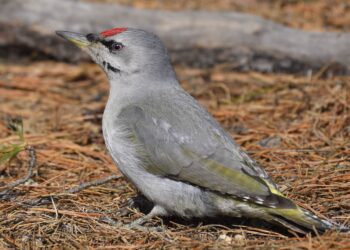 Шувуудын ертөнц