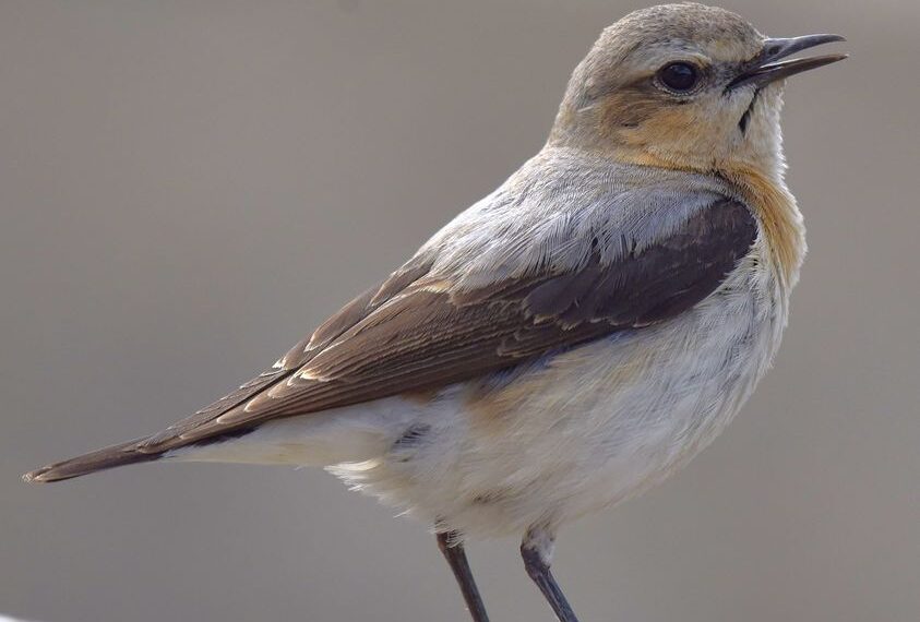 Шувуудын ертөнц