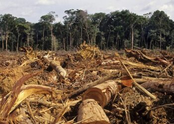 Манай улсын 172 шоо метр ой хатсан бөгөөд унасан хөгшин модоор модон эдлэл үйлдвэрлэх 60 жилийн нөөцтэй