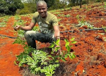 Фред хэмээх цэцэрлэгч африк залуу ногоочин болохын тулд дараах чадваруудыг эзэмшсэн байх ёстой хэмээн зөвлөжээ