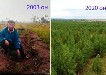 Хөдөлмөрийн баатар Б.Жамсран: Тужийн нарс бол ганц миний хүчин зүтгэл биш, маш олон хүний хөдөлмөрөөр бүрэн сэргэсэн юм