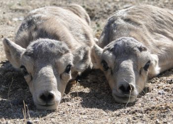 Шаргын говийн Монгол бөхөн