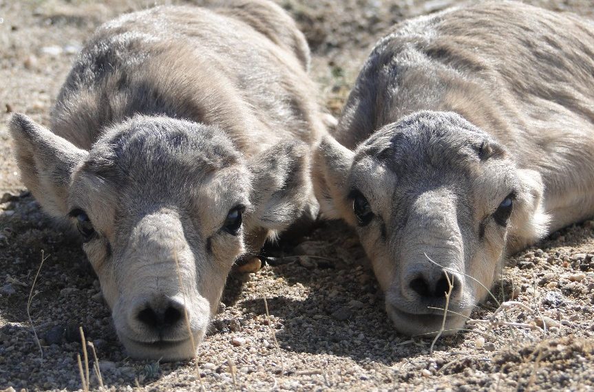 Шаргын говийн Монгол бөхөн