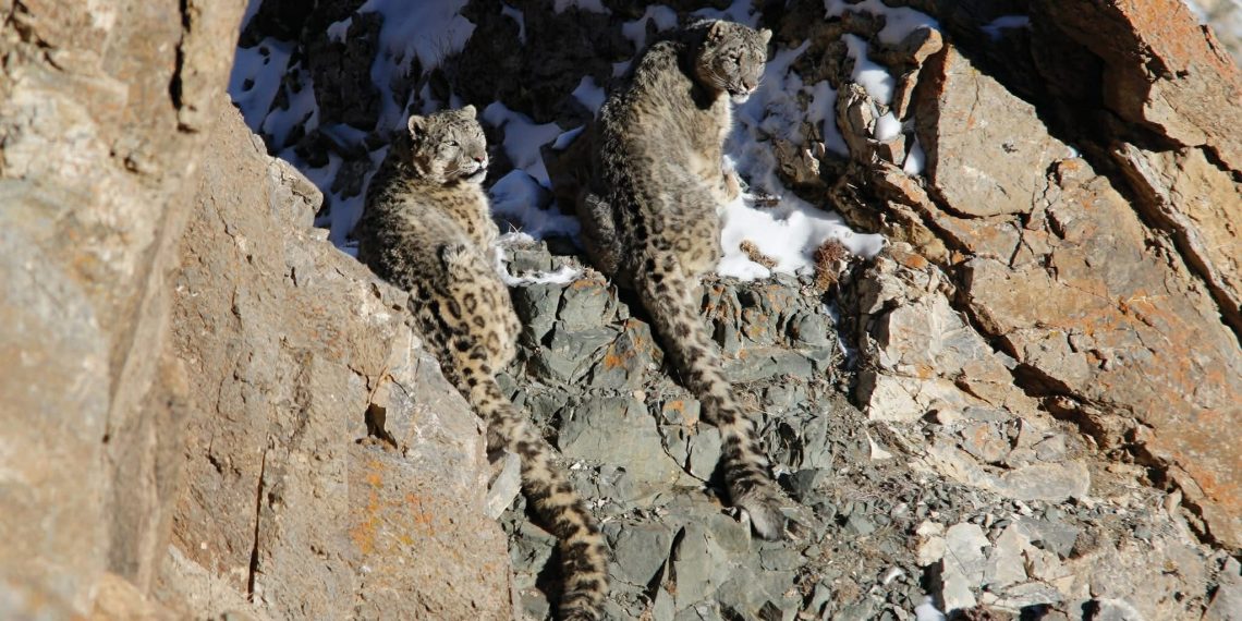 Алтайн уулсаар нутагтай Цоохор ирвэс