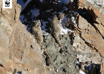 Алтайн уулсаар нутагтай Цоохор ирвэс