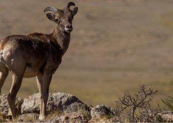 Аргаль, угалз нь олон улсад “эмзэг”, бүс нутгийн хэмжээнд “устаж болзошгүй” зэрэглэлтэй.