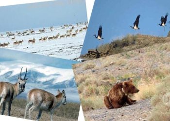 Зэрлэг амьтад төмөр замын дагуух гарцаар шилжилт хөдөлгөөн хийж байна