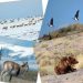 Зэрлэг амьтад төмөр замын дагуух гарцаар шилжилт хөдөлгөөн хийж байна