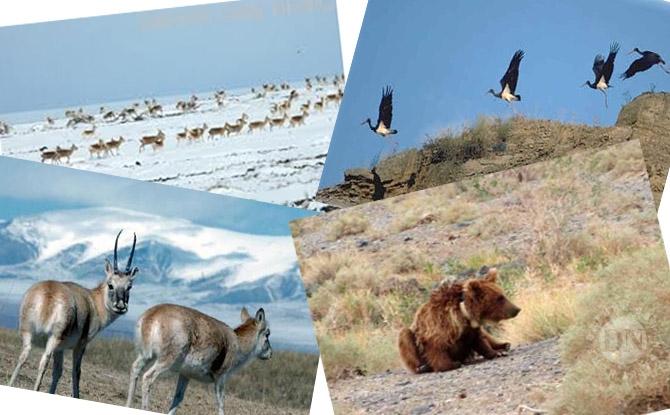 Зэрлэг амьтад төмөр замын дагуух гарцаар шилжилт хөдөлгөөн хийж байна