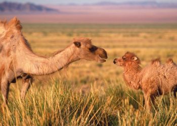 Тэмээний дээд өвөг Хавтгай