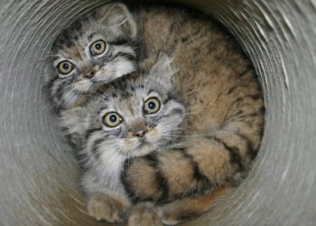 Мануул: Аюул тохиолдвол нүдээ аниад нуугдчихсан гэж боддог.