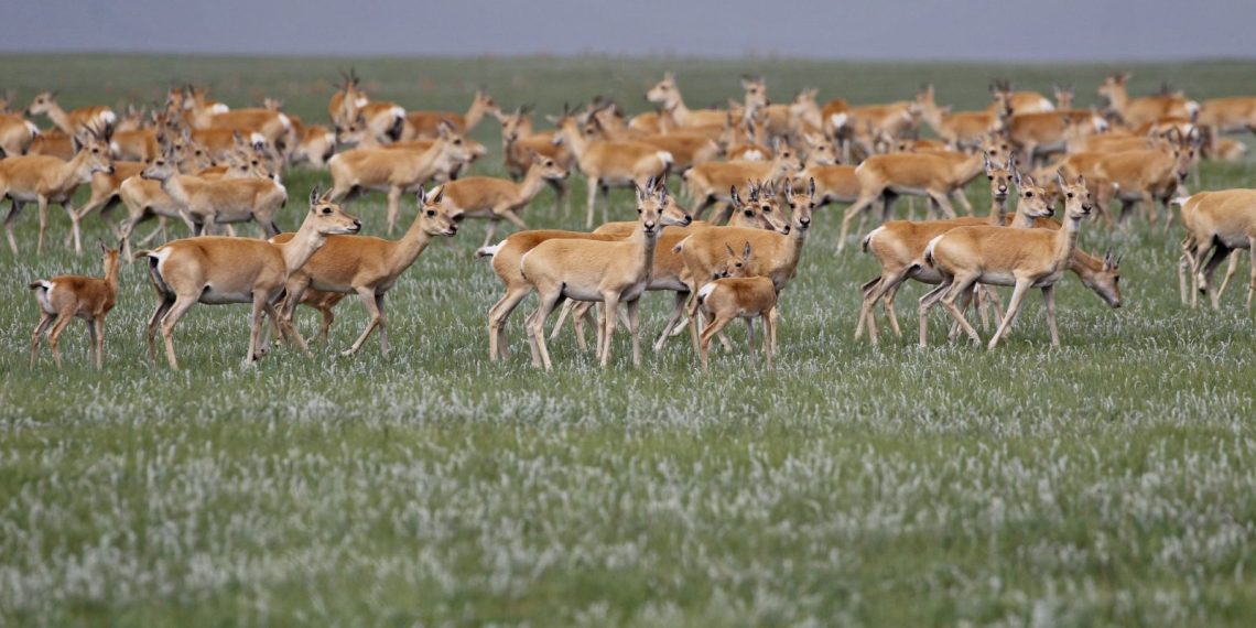 Талын эзэн: Цагаан зээр