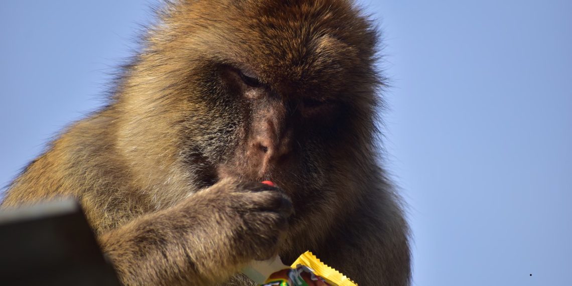 Гибралтарын сармагчнууд шавар иддэг